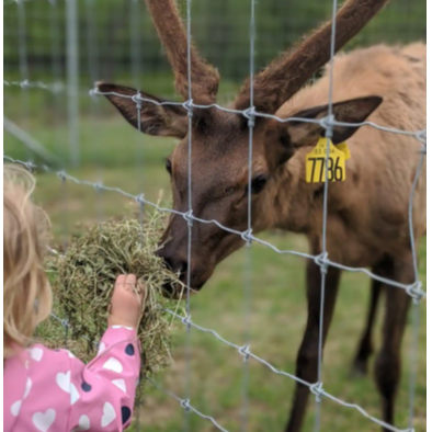 Mont-Tremblant Farmhouse Vacation Experience Weekend Getaway Wildlife Experiences Quebec Elk