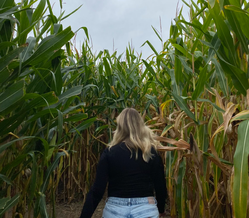 Morrison Pumpkin Farm Corn Maze