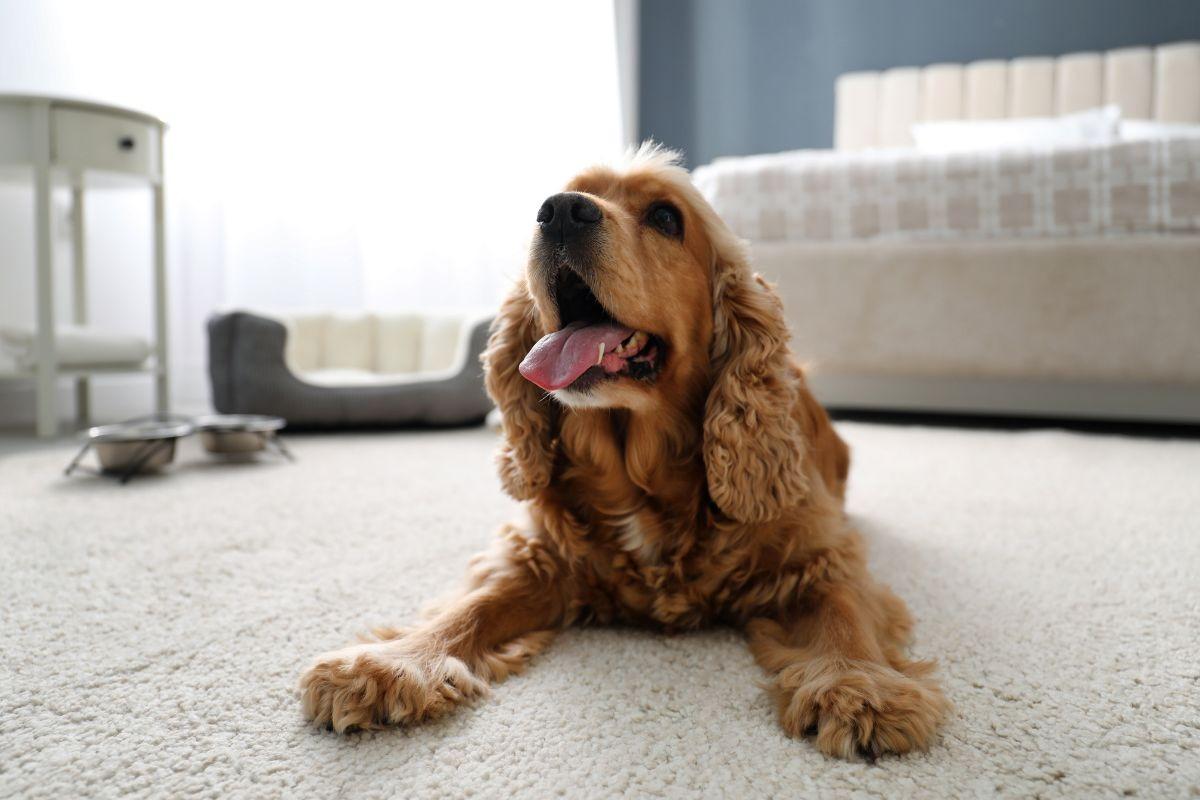 a dog relaxing in a pet friendly vacation rental