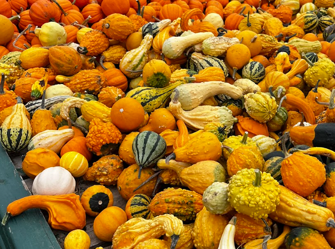 Morrison Pumpkin Farm Gourds